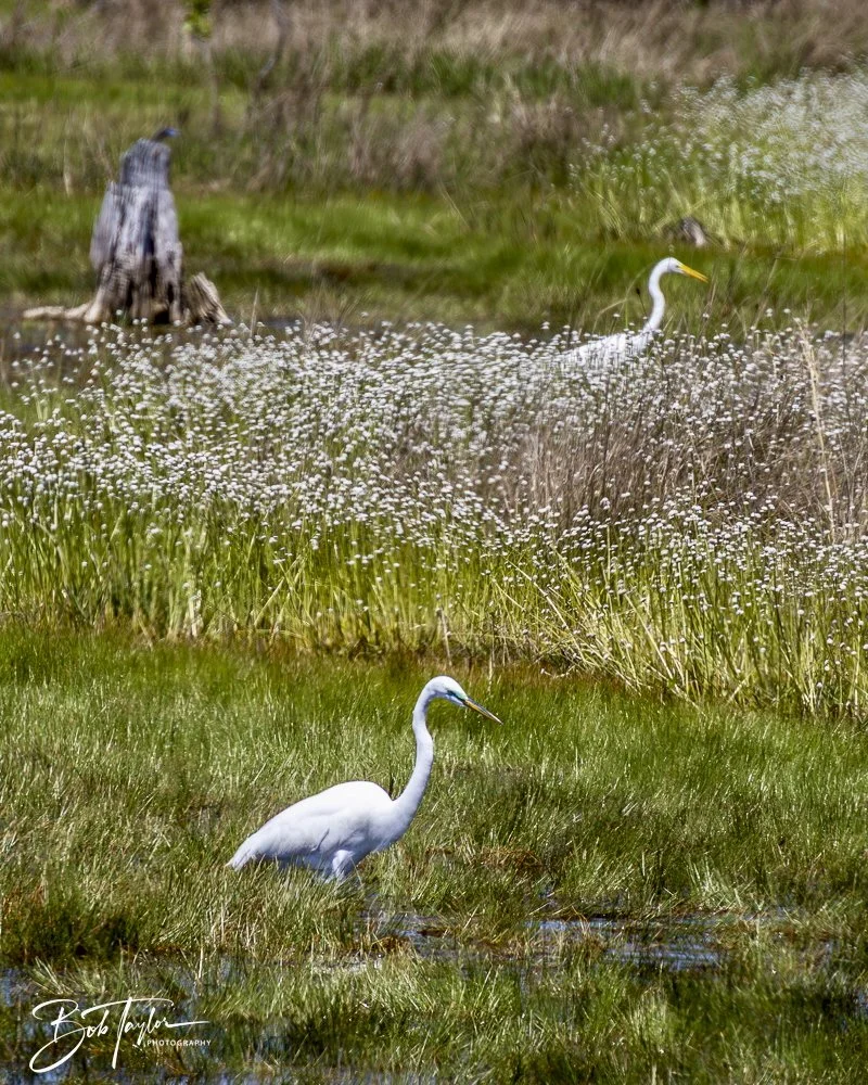 20250410-SASP Gator Lake -29.jpeg