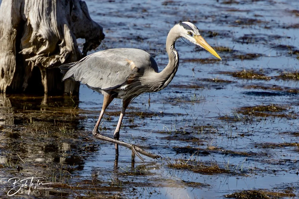 20250202-SASP Birds 1 -66.jpeg