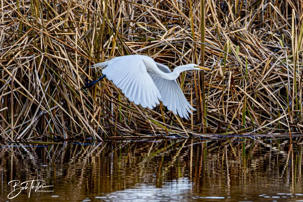 20250129-SASP Birds 1 -29.jpeg