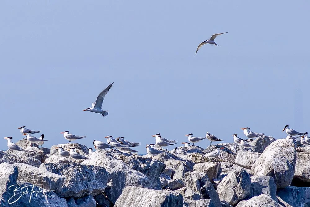 20250410-SASP Shoreline -27.jpeg