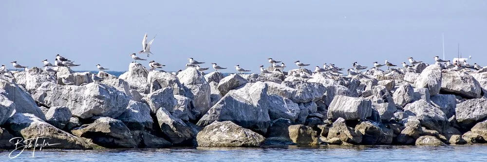 20250410-SASP Shoreline -25.jpeg