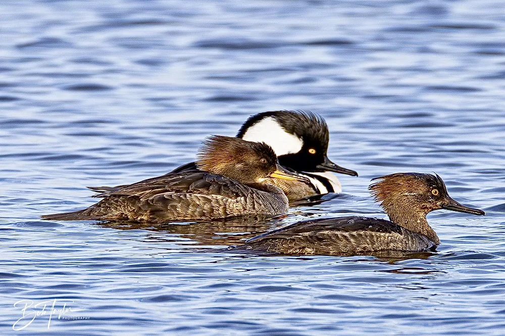 20250204-SASP Hooded Merganzers -6.jpeg