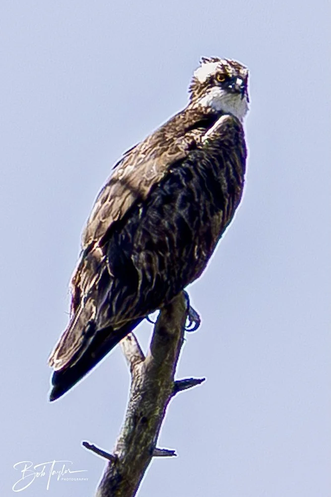 20250410-SASP Gator Lake -1.jpeg