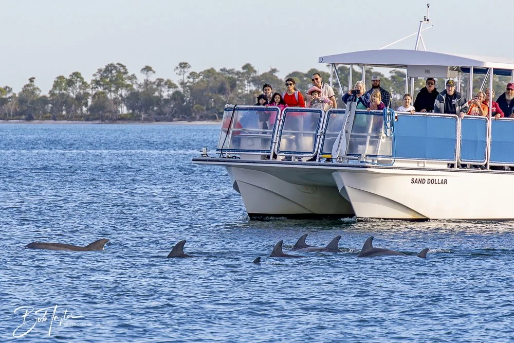 20250201-SASP Dolphins -5.jpeg