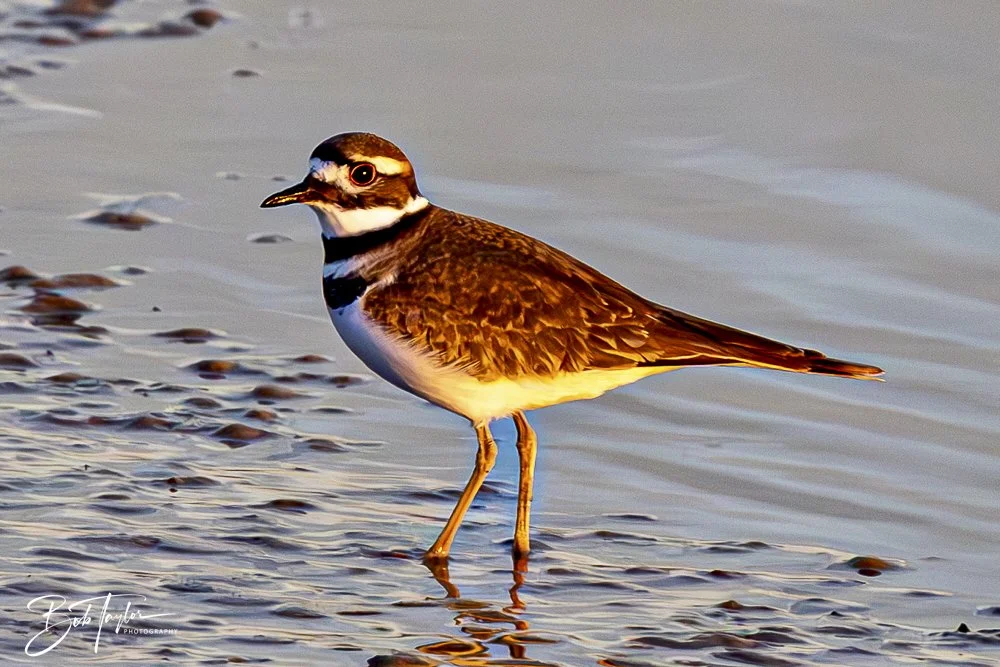 20250201-SASP Birds 1 -42.jpeg