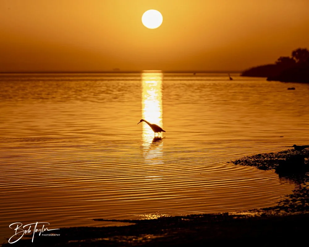 20250131-SASP Sunrises -4.jpeg