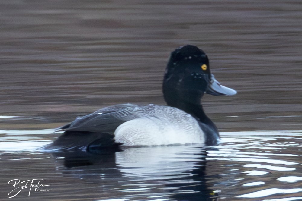 20250129-SASP Birds 6 -1.jpeg