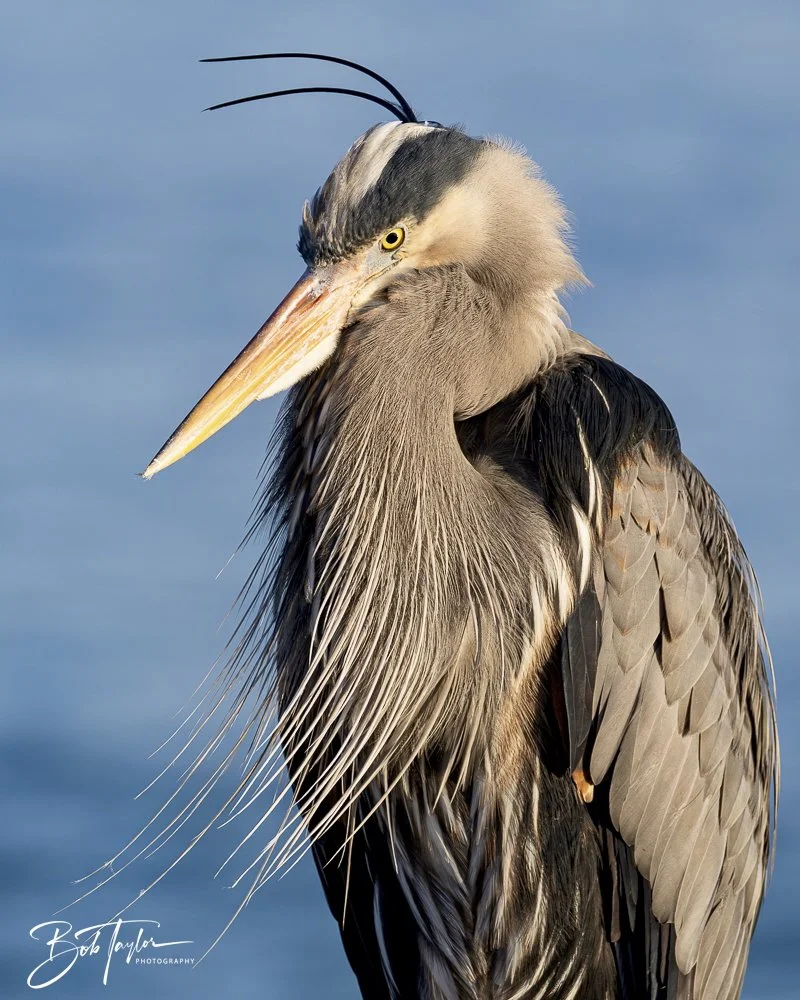 20250129-SASP Birds 1 -26.jpeg