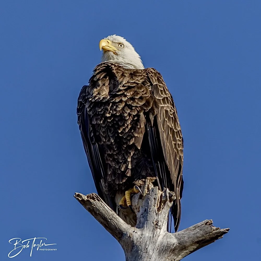 20250203-SASP Eagle -2.jpeg