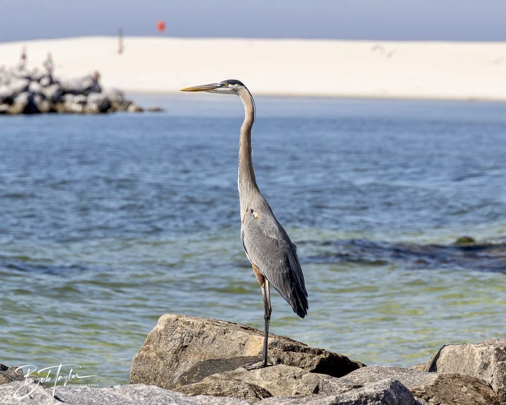 20250410-SASP Shoreline -24.jpeg