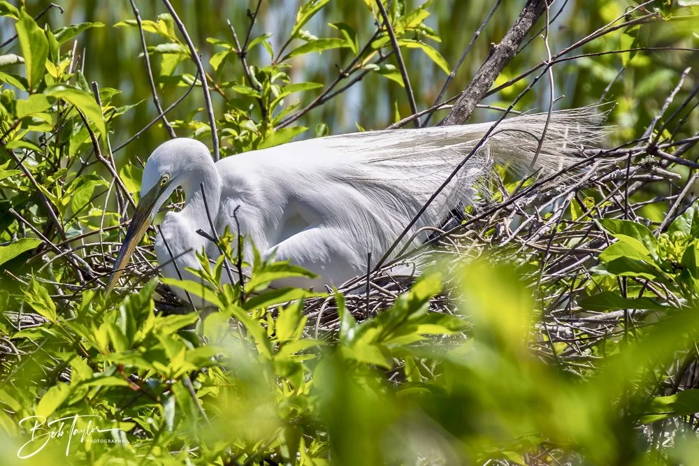 20250410-SASP Gator Lake -27.jpeg