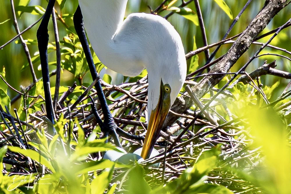 20250410-SASP Gator Lake -26.jpeg