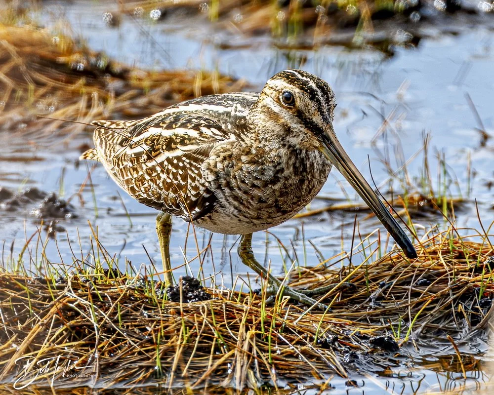 20250130-SASP Snipe -3.jpeg