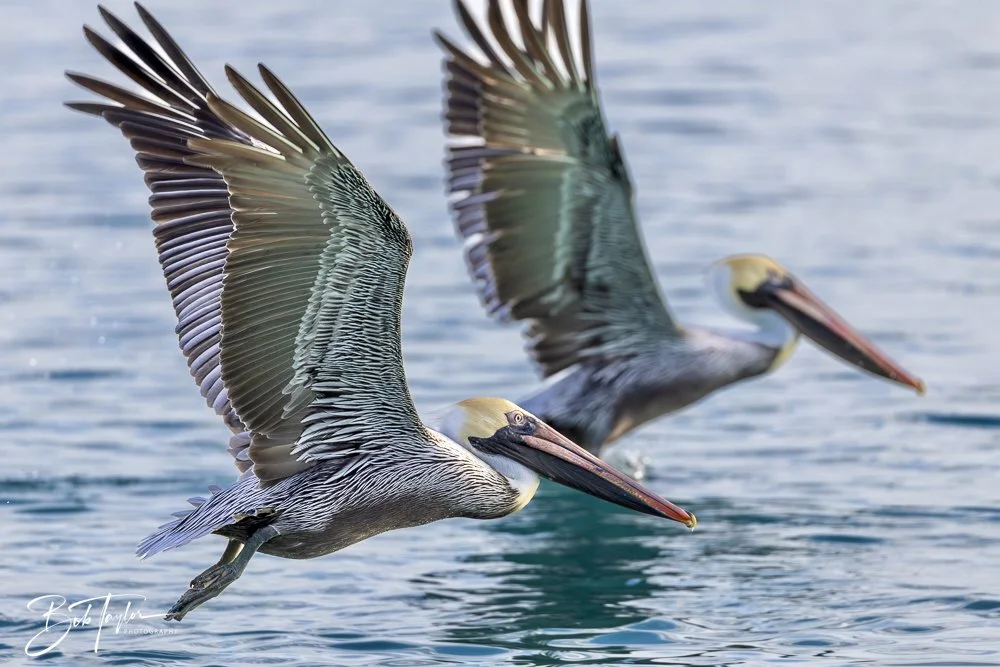 20250129-SASP Birds 1 -23.jpeg