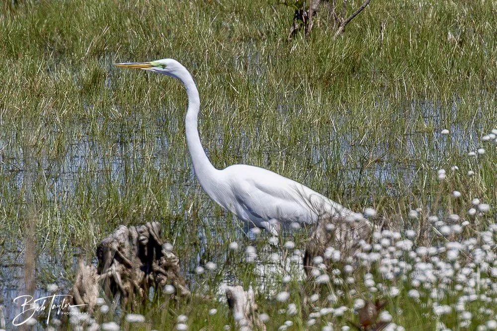 20250410-SASP Gator Lake -6.jpeg