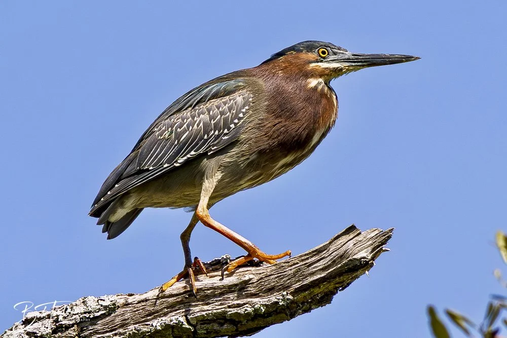 20250410-SASP Gator Lake -16.jpeg