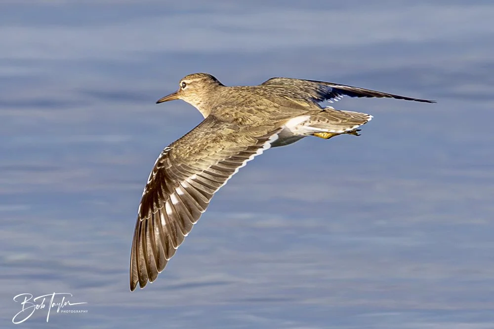 20250129-SASP Birds 1 -11.jpeg