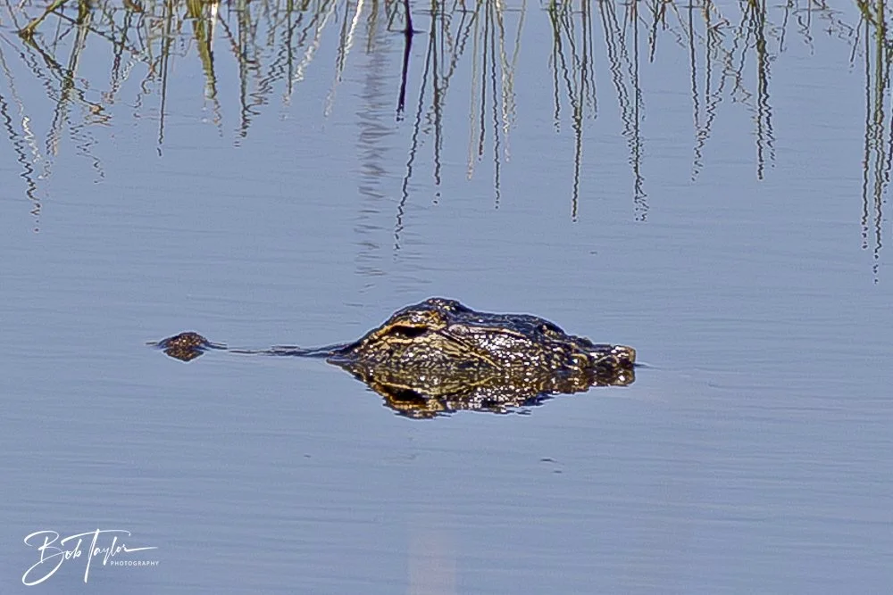 20250410-SASP Gator Lake -8.jpeg