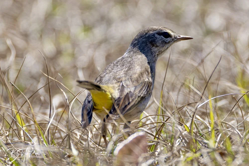 20250203-SASP Birds 5 -1.jpeg