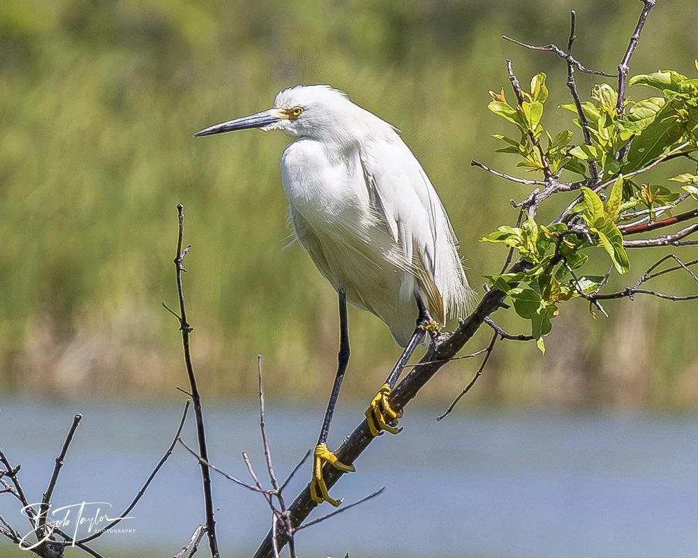 20250410-SASP Gator Lake -23.jpeg