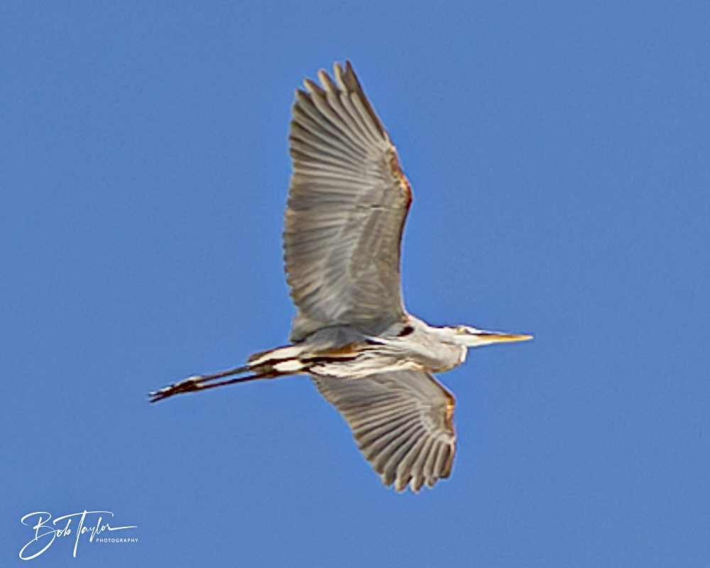 20250410-SASP Shoreline -20.jpeg