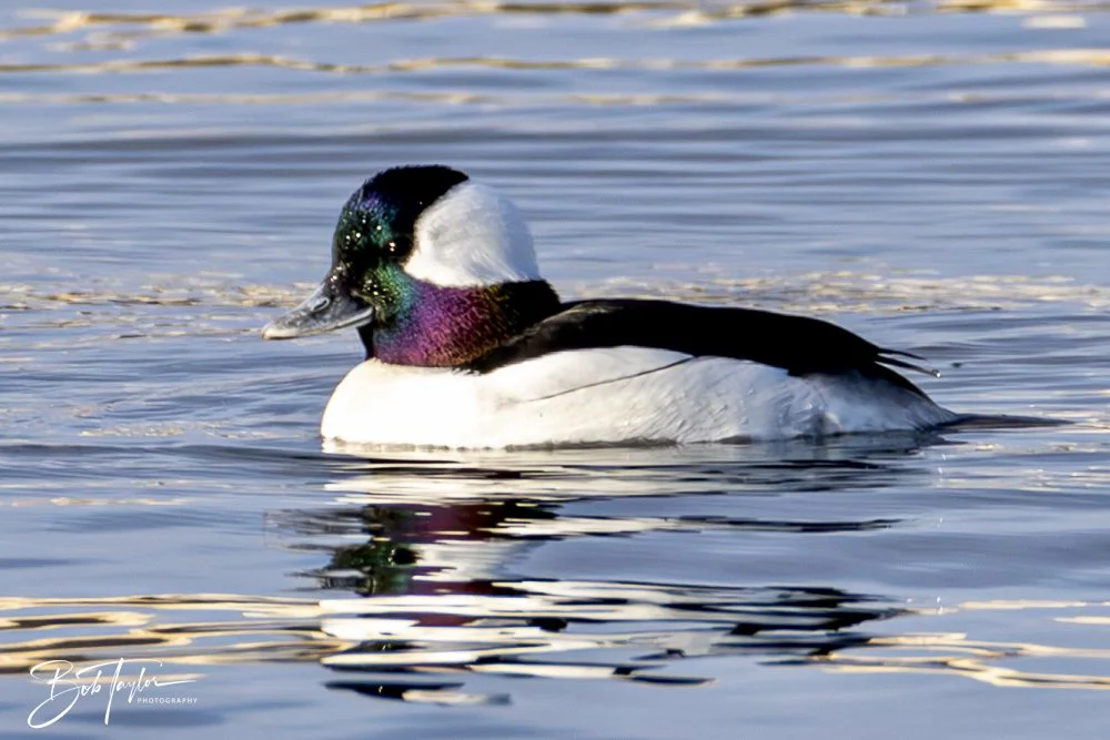 20250129-SASP Birds 1 -7.jpeg