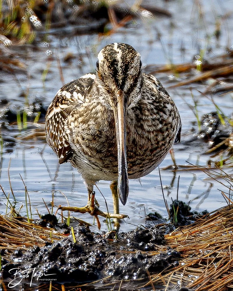 20250130-SASP Snipe -2.jpeg