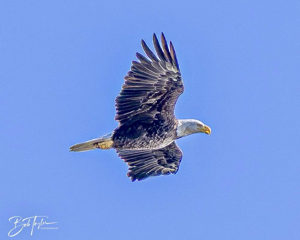 20250410-SASP Shoreline -5.jpeg