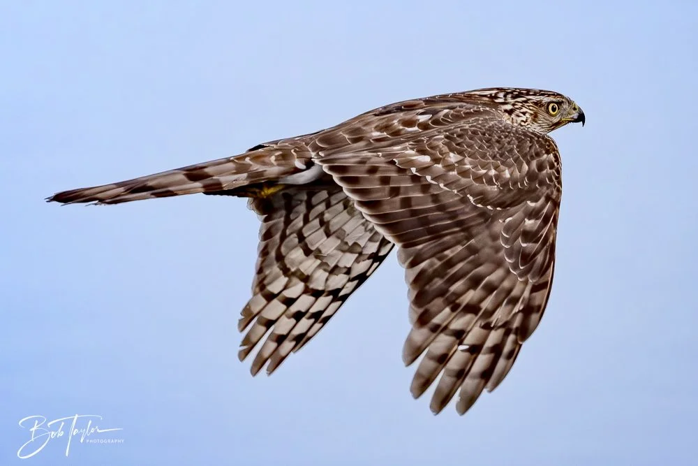 20250129-SASP Birds 1 -31.jpeg