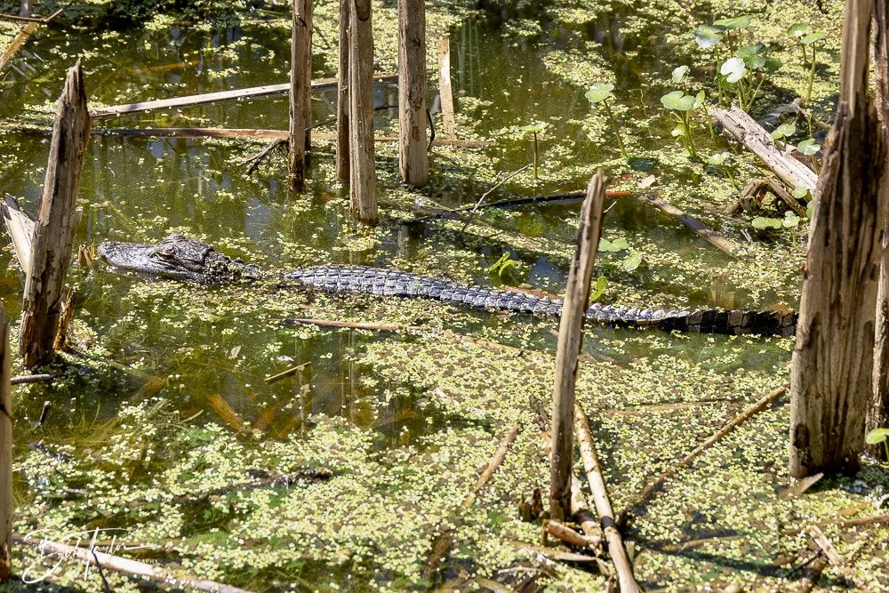 20250410-SASP Gator Lake -11.jpeg