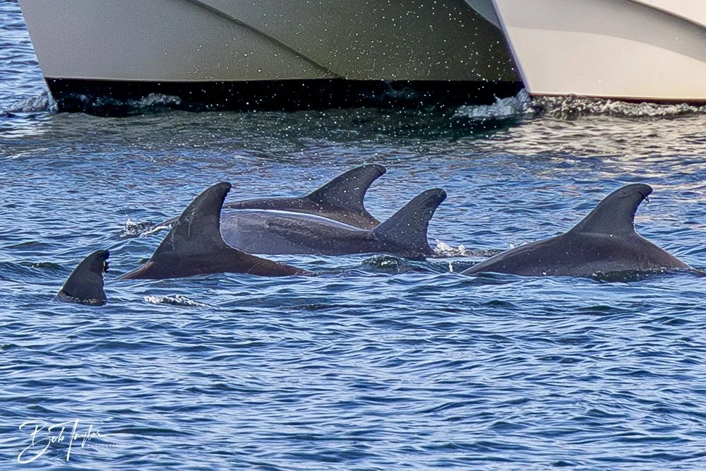 20250201-SASP Dolphins -4.jpeg