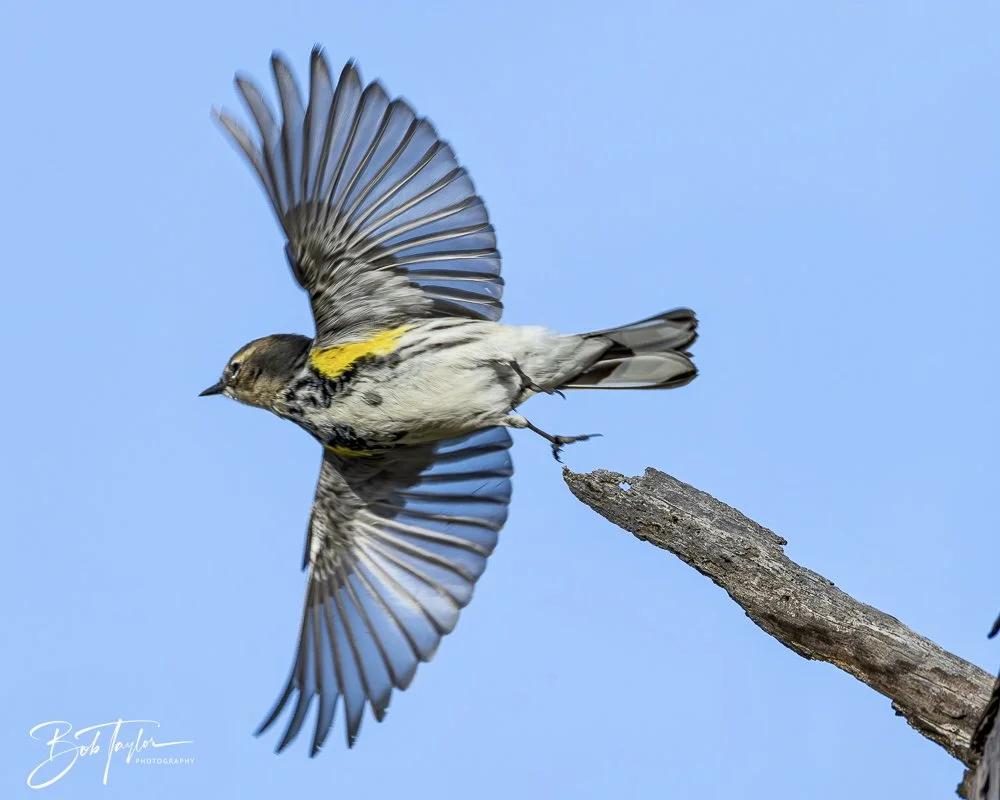 20250129-SASP Birds 1 -4.jpeg