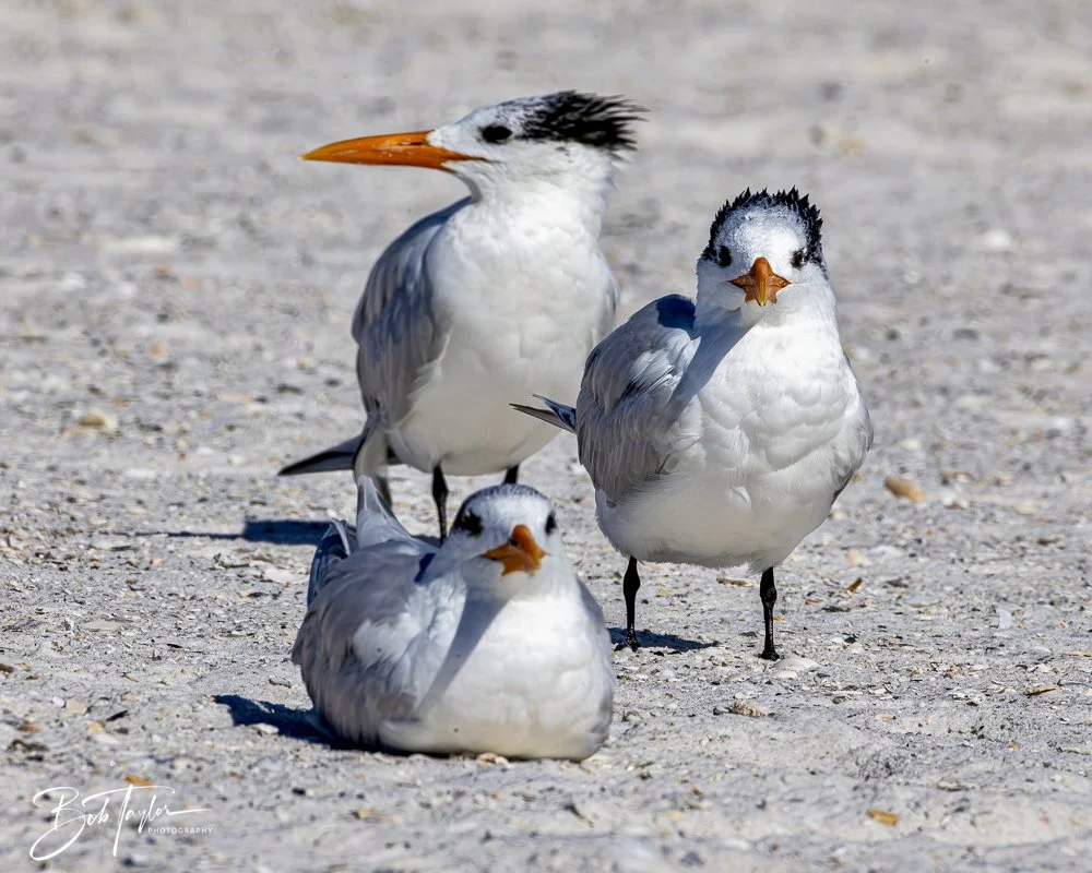 20250202-SASP Birds 1 -55.jpeg