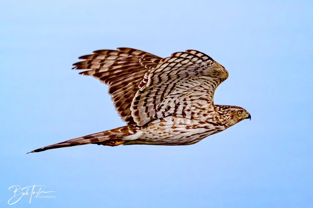 20250129-SASP Hawk -1.jpeg