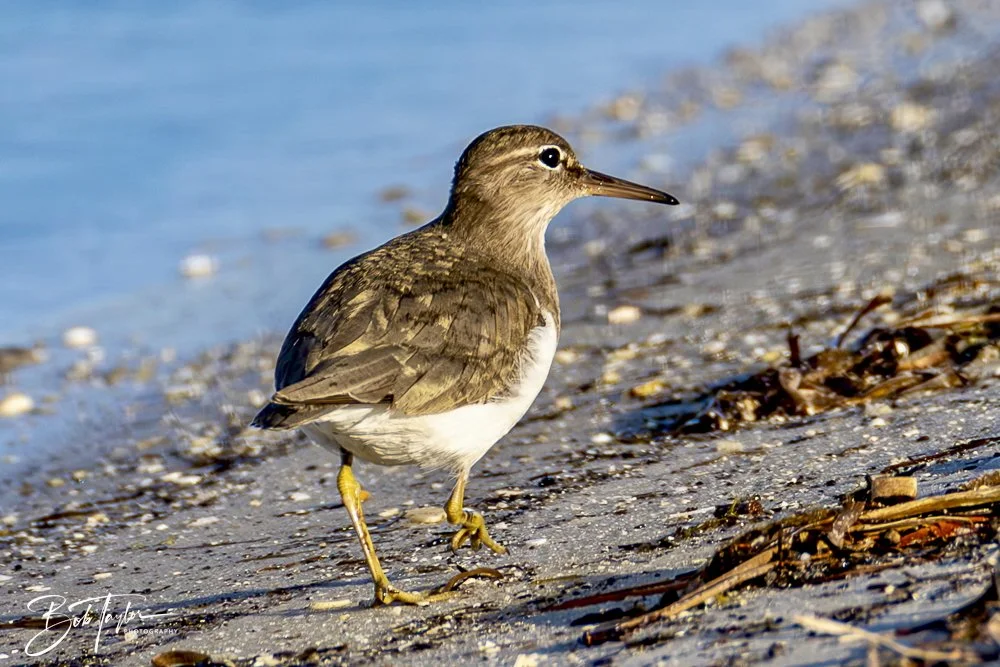 20250129-SASP Birds 1 -8.jpeg