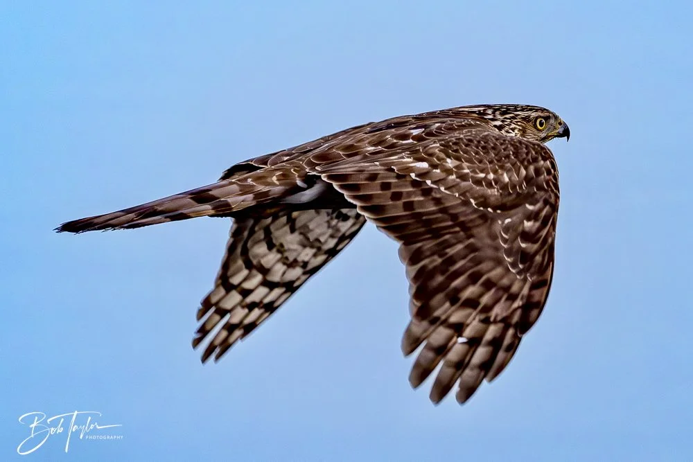 20250129-SASP Hawk -5.jpeg