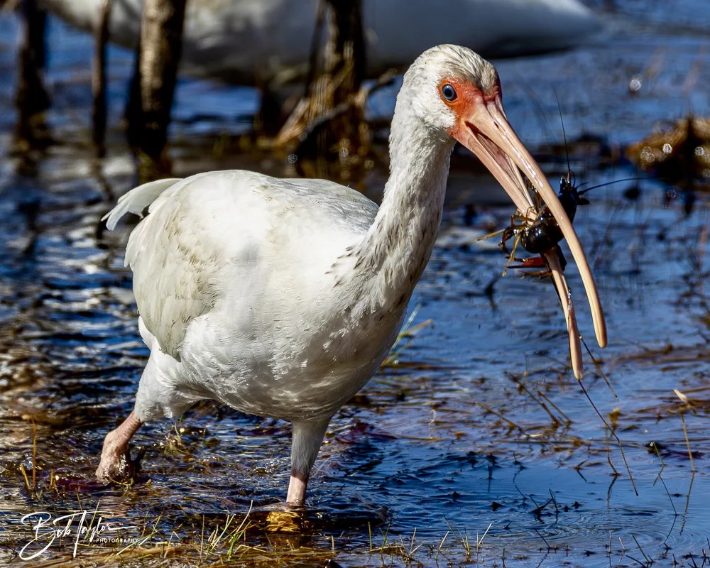 20250202-SASP Birds 1 -57.jpeg