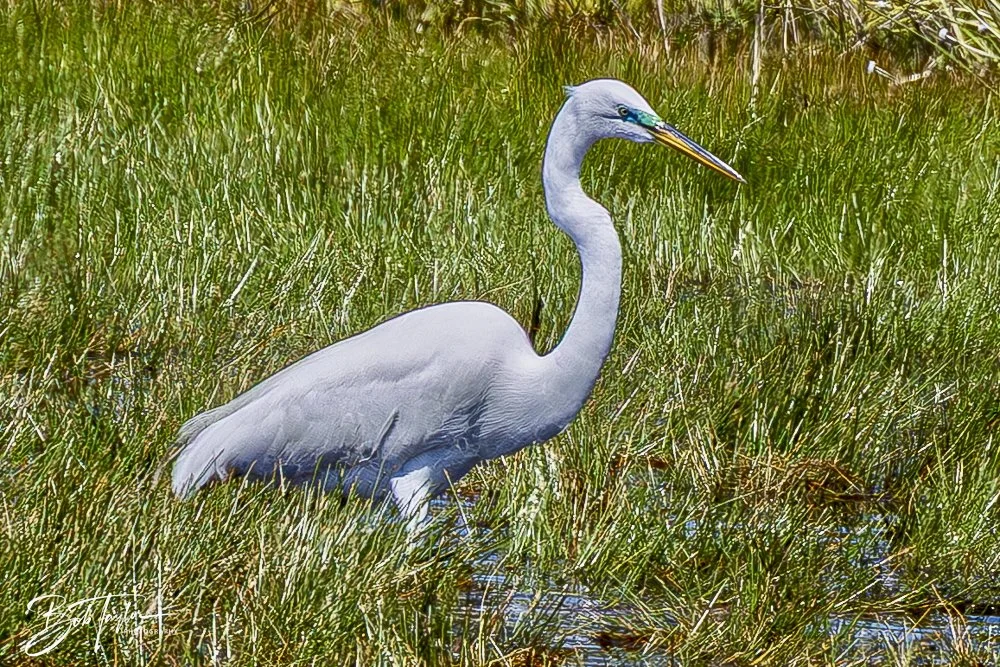 20250410-SASP Gator Lake -30.jpeg