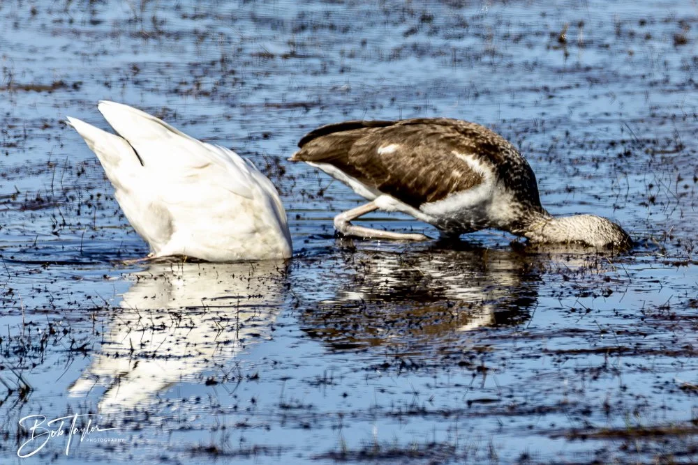 20250202-SASP Birds 1 -50.jpeg