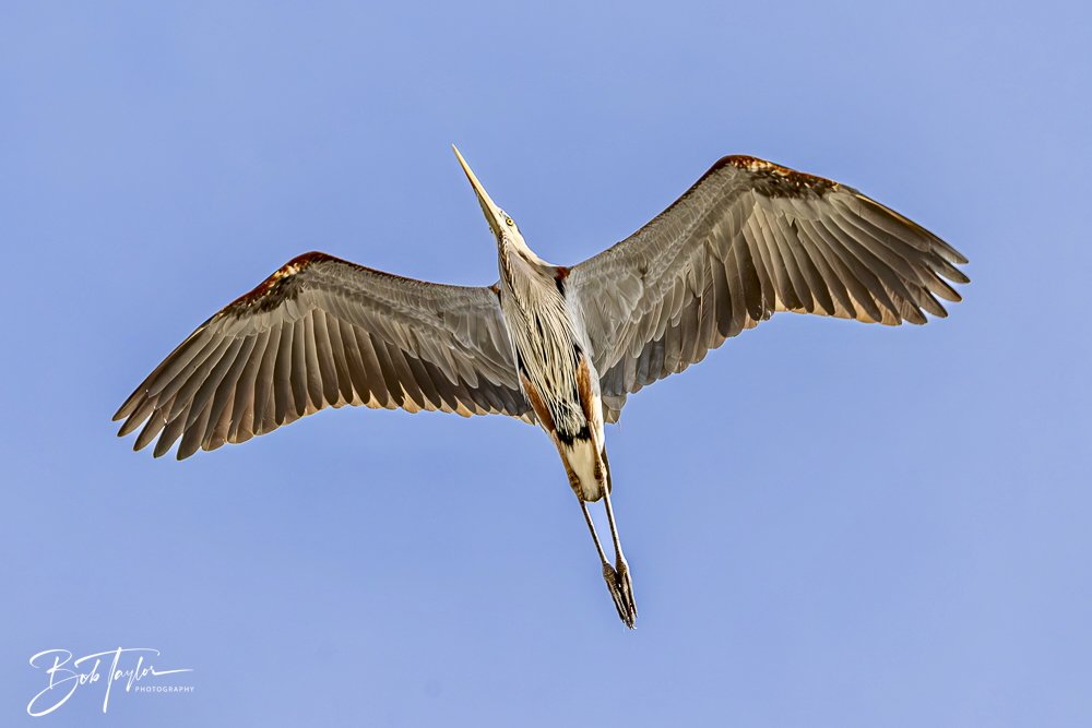 20250130-SASP Birds 1 -32.jpeg