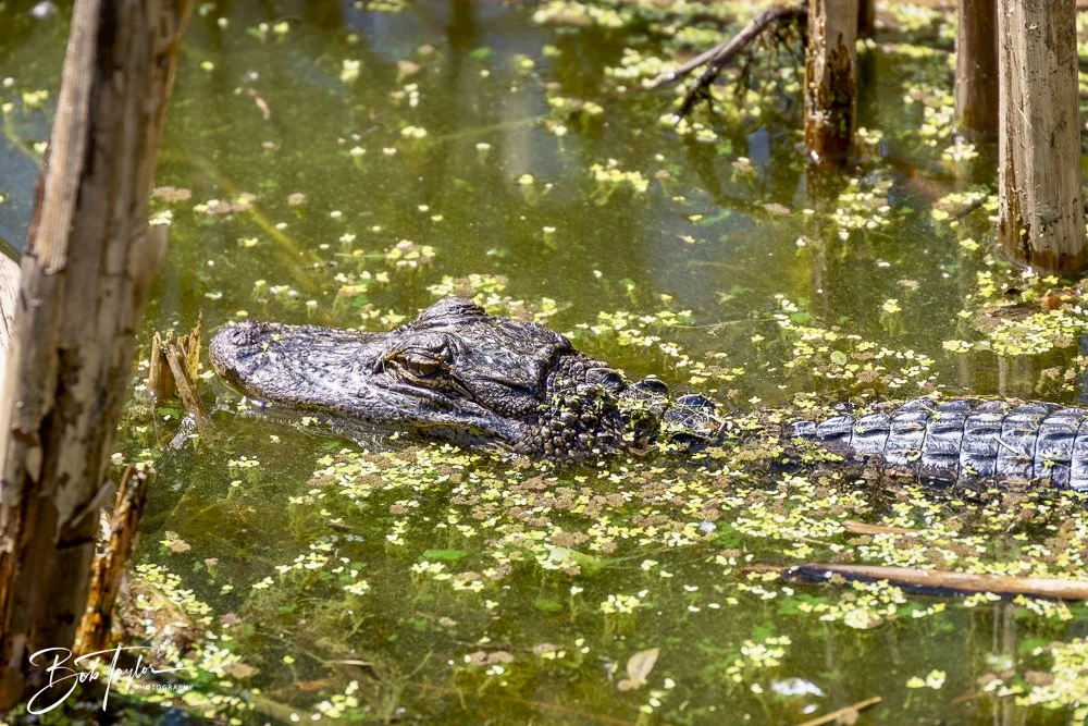 20250410-SASP Gator Lake -10.jpeg