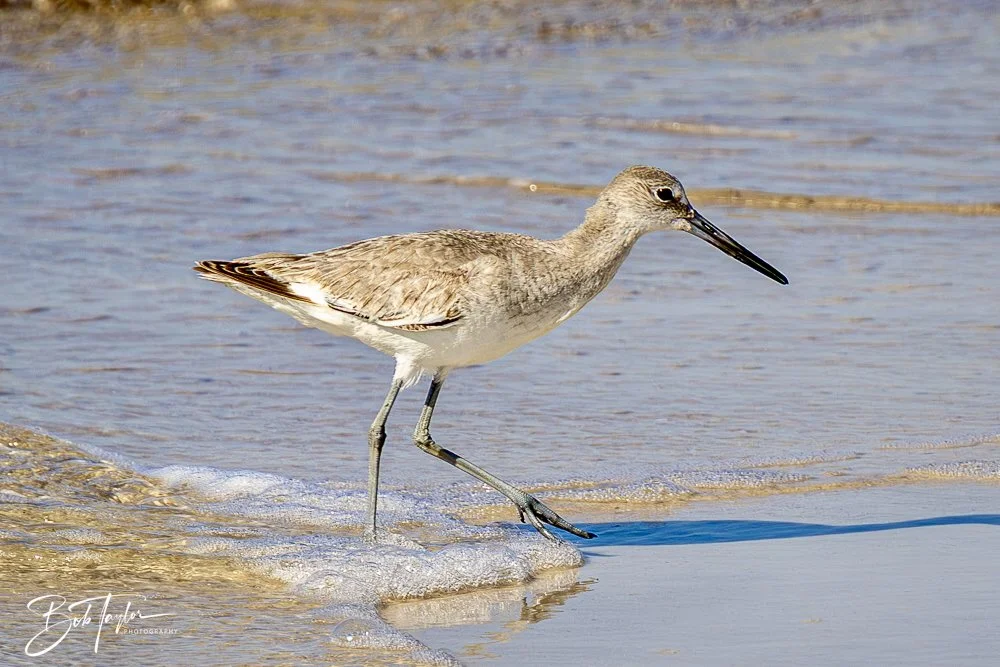 20250410-SASP Shoreline -16.jpeg