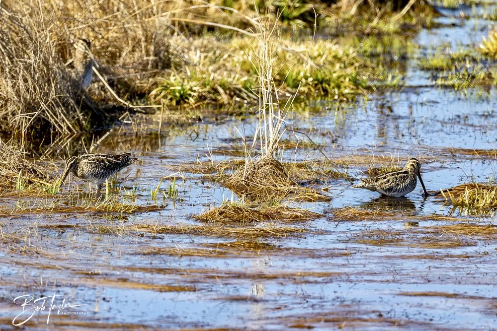 20250202-SASP Snipe -6.jpeg