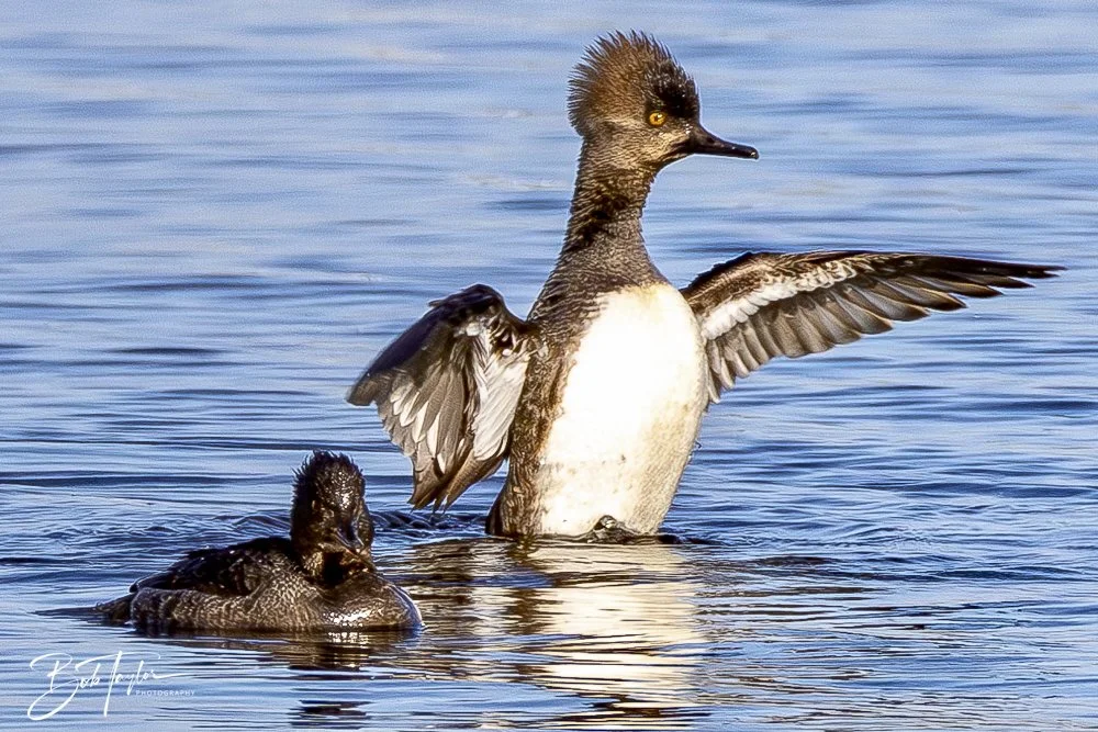 20250129-SASP Birds 1 -2.jpeg