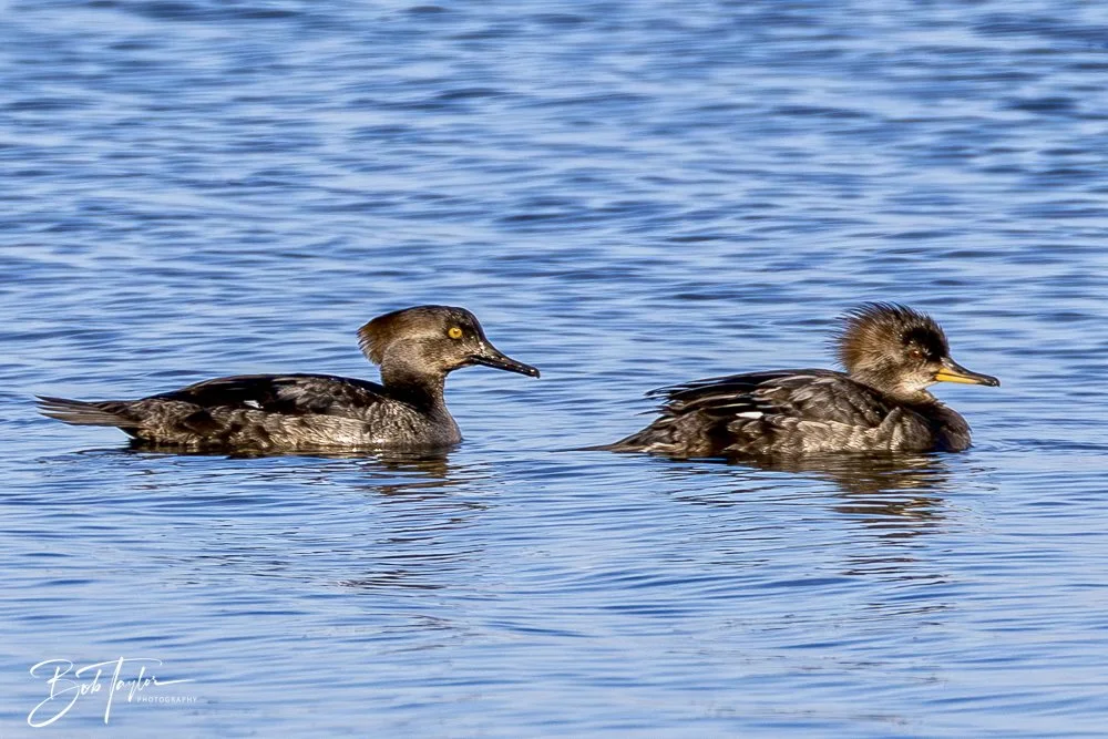 20250129-SASP Birds 1 -3.jpeg