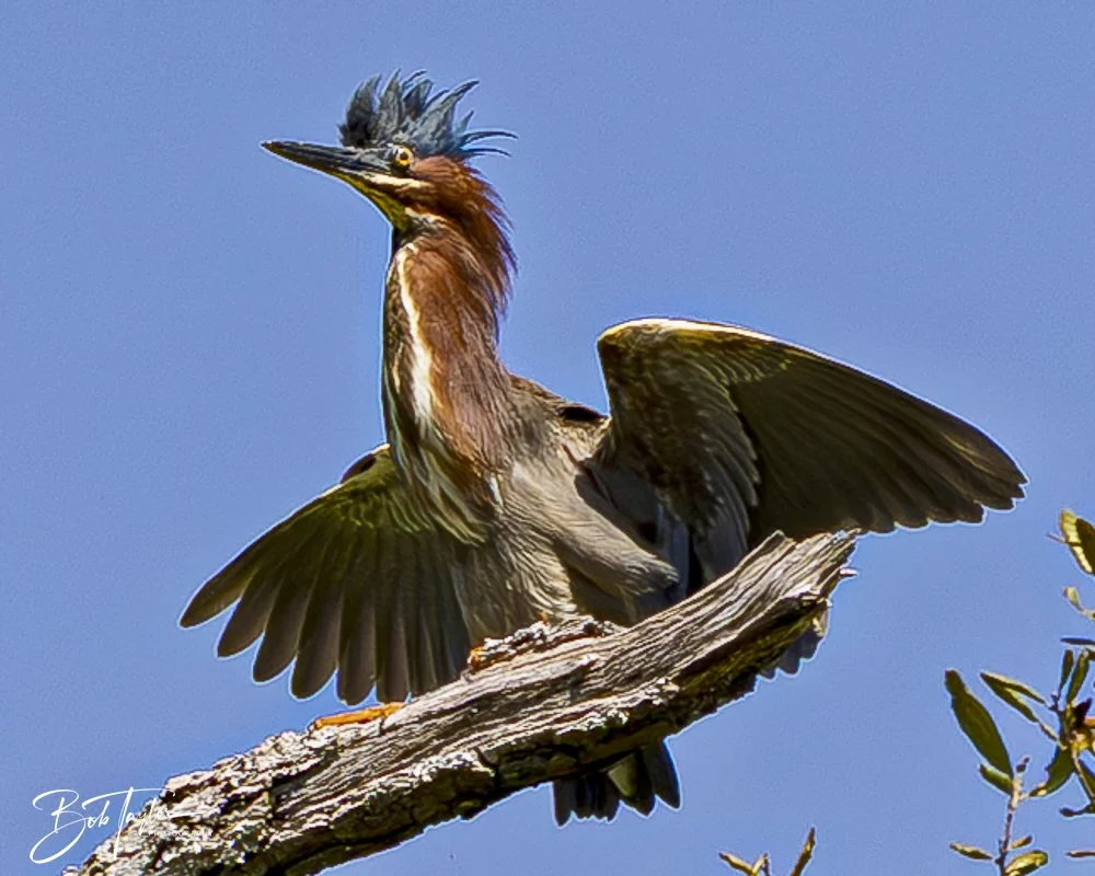 20250410-SASP Gator Lake -15.jpeg