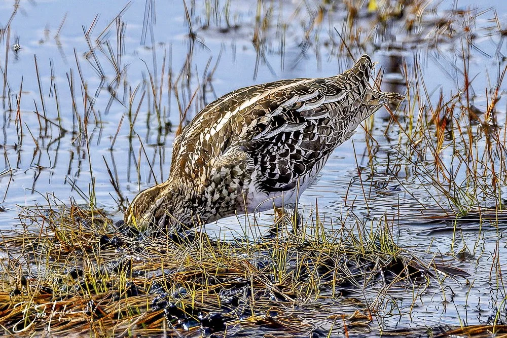 20250130-SASP Snipe -1.jpeg