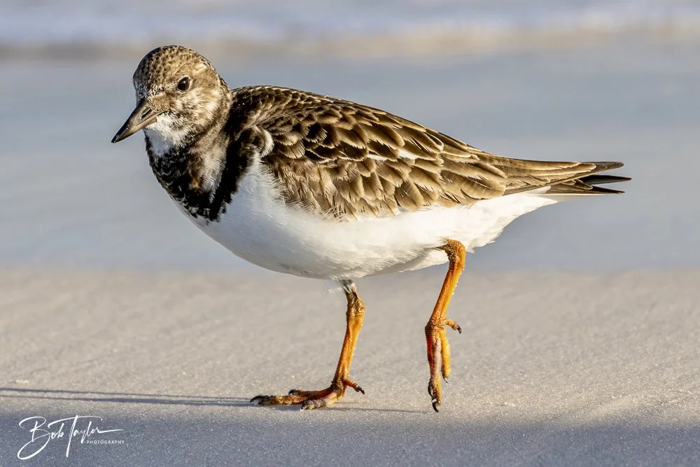 20250129-SASP Birds 1 -17.jpeg