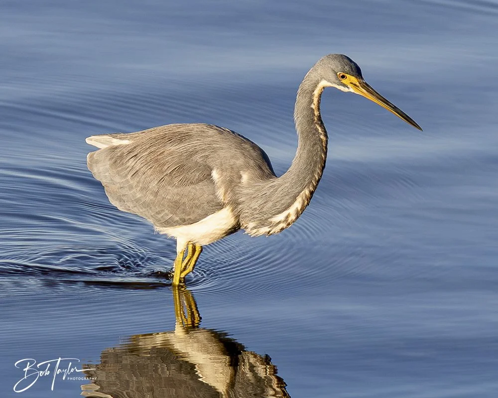 20250202-SASP Birds 1 -70.jpeg