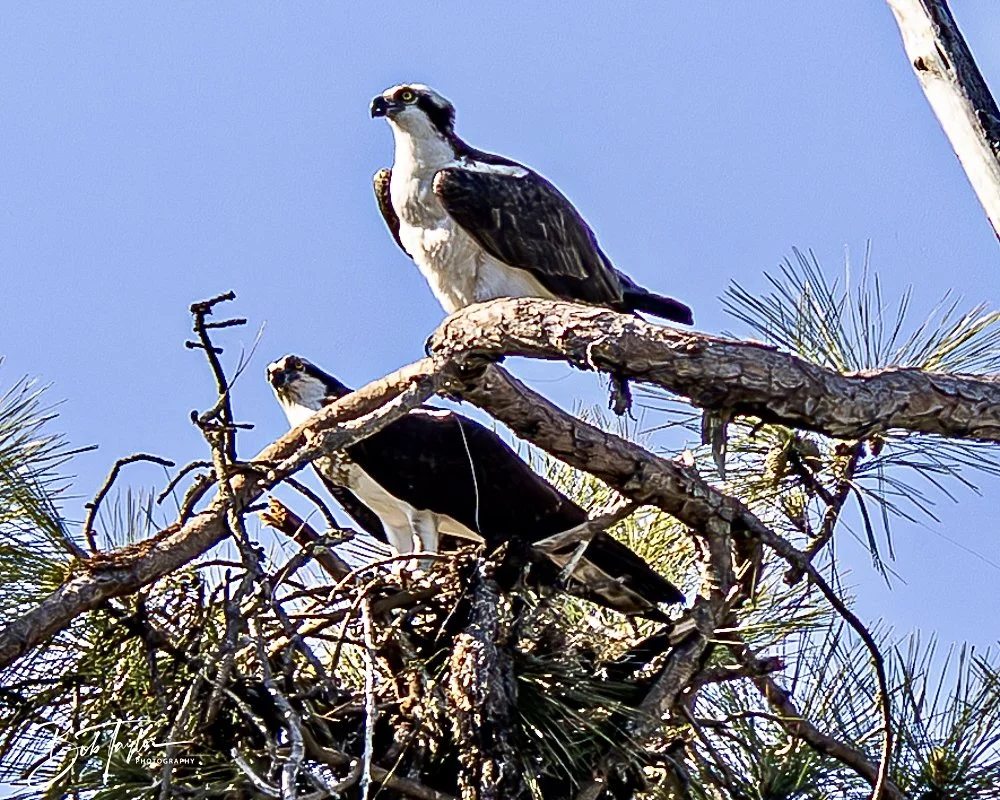 20250410-SASP Shoreline -1.jpeg